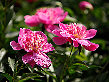 PGAPP下载产品展示三