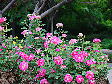 PGAPP下载产品展示五