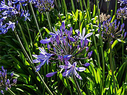 PGAPP下载客户案例一